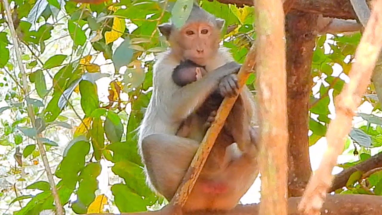 Poor Monkey Karita Is Alone Escape From Other For Her Baby