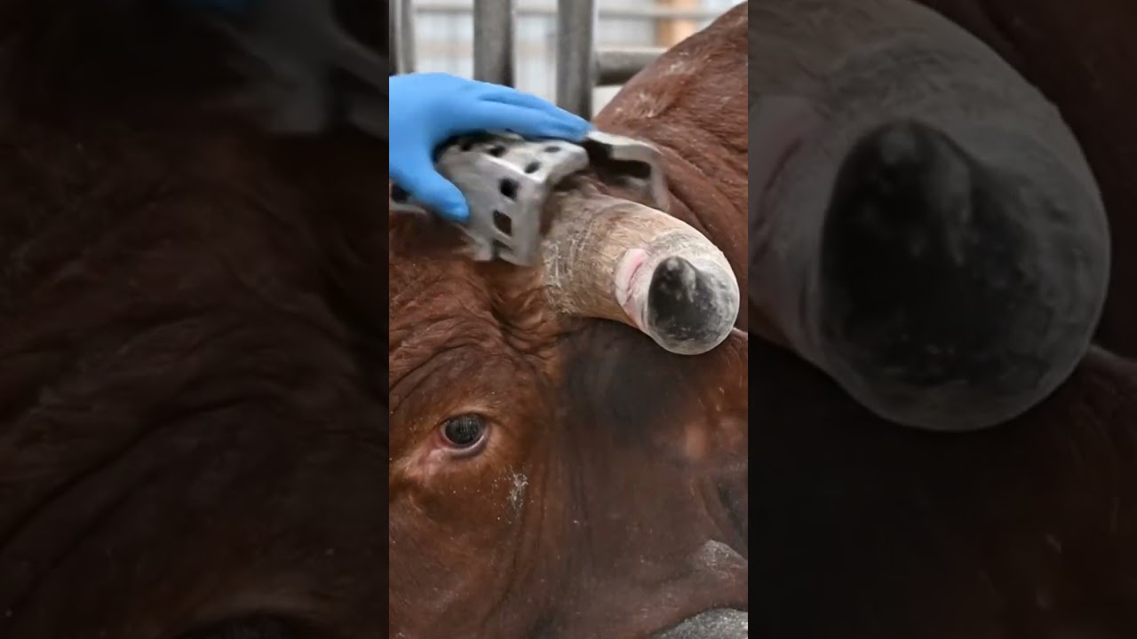 Bull Horn Tip Trim &mdash; Guarded Tip-Only Reduction  #BullCare #HornTrimming #farmsafety