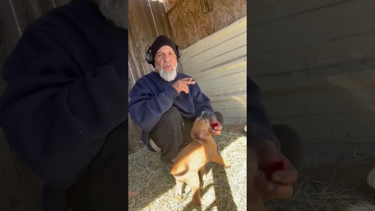 The Musician With Lunch Money Pups. Pure Red Bolio.