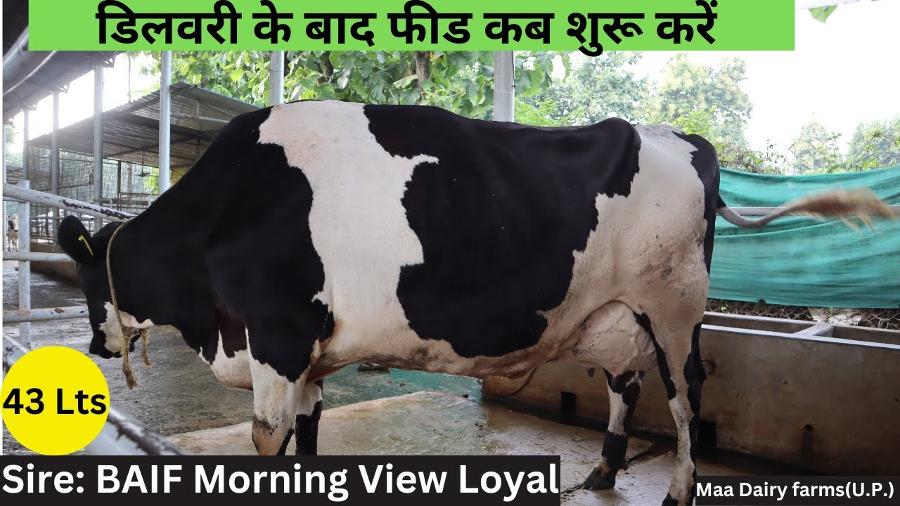 Attaining Cow's Peak Yield || Maa Dairy Farms,Barabanki (U.P.)  Mob.7460010909