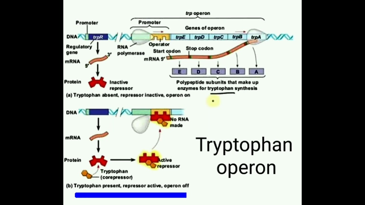 Tryptophan operon #operon #kset
