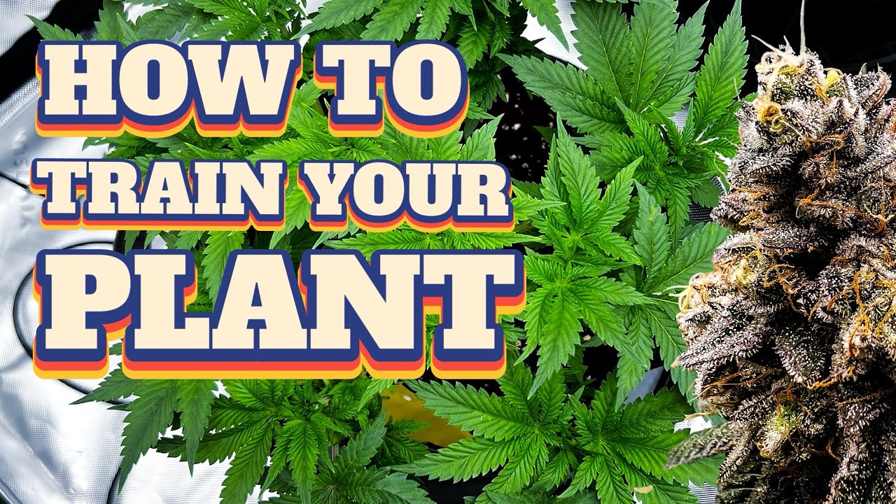 &laquo;Я обрезал свои растения пополам именно по ЭТОЙ причине (руководство по основной подкормке)&raquo;