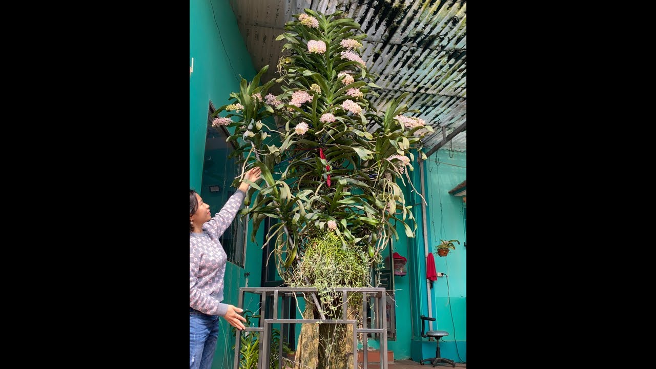 NHẠN THÁNG 8 HƯỜNG HÀ NAM 0399930009 || PHONG LAN RỪNG