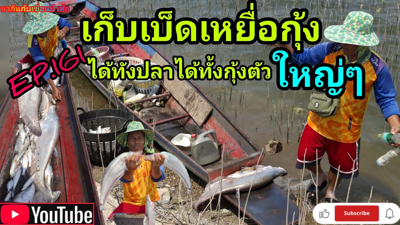 EP.161 เก็บเบ็ดเหยื่อกุ้งได้ทั้งกุ้งได้ทั้งปลาตัวใหญ่ๆ #fishing #เบ็ดราว #หากินกับเขื่อนป่าสัก 