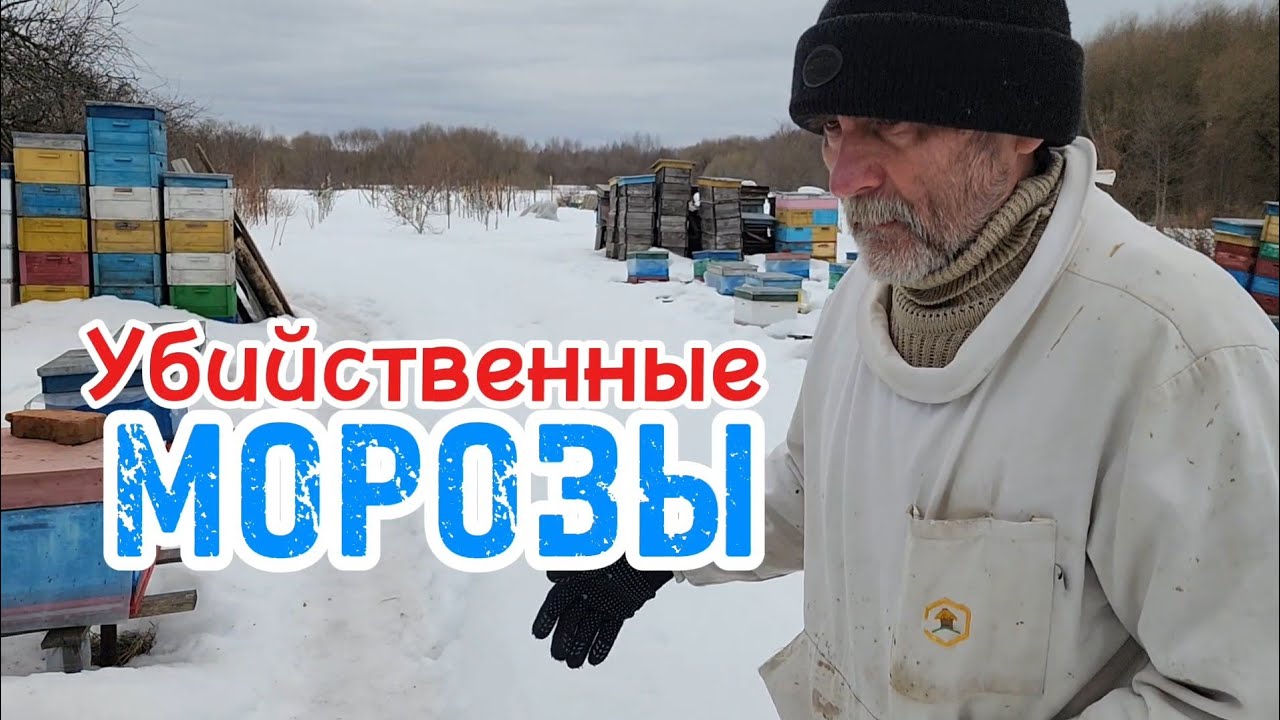 Пчелы хорошо облетелись. Выясняем причины гибели семей
