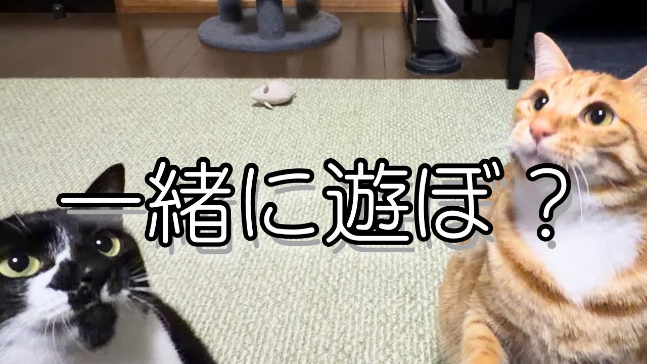 【猫と遊ぶ10分】まるで一緒に遊んでる気分になる癒し時間🐱 ｜ゆる〜くご覧ください🐾