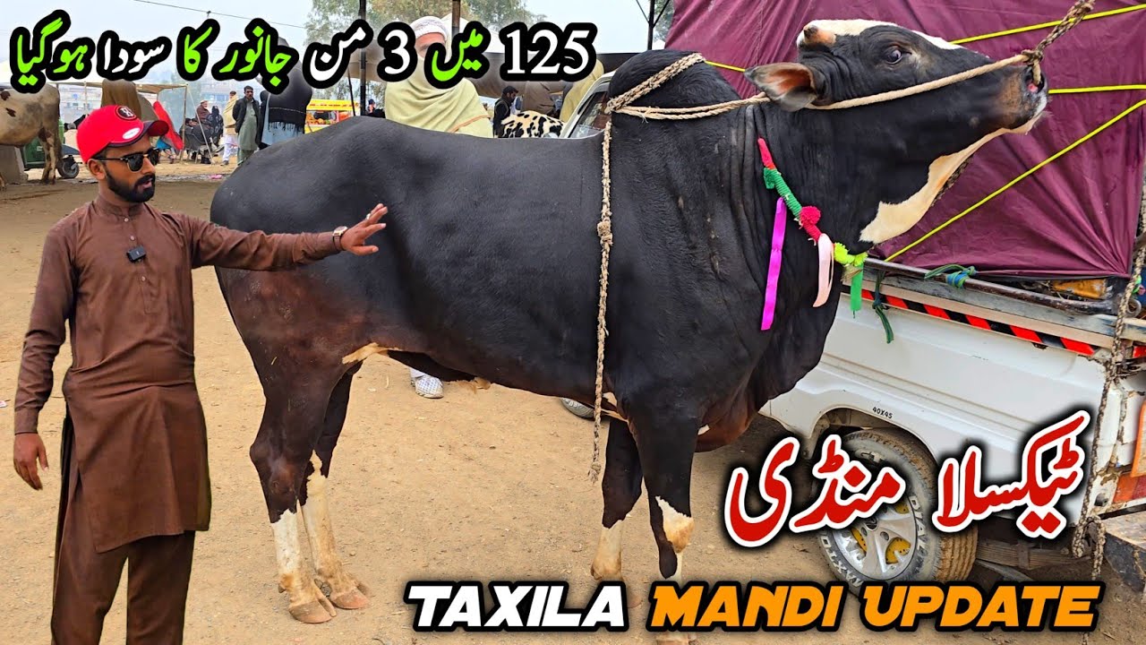 Taxila Mandi Latest Update 16 January 2026 | Fatehjangi Desi Bulls Qurbani Eid