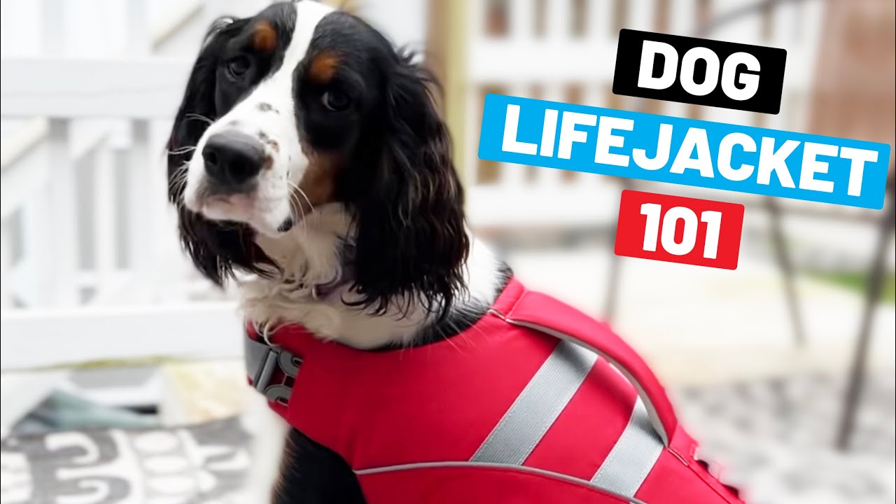 Are Dog Life Jackets Worth It? (What To Know To Decide)