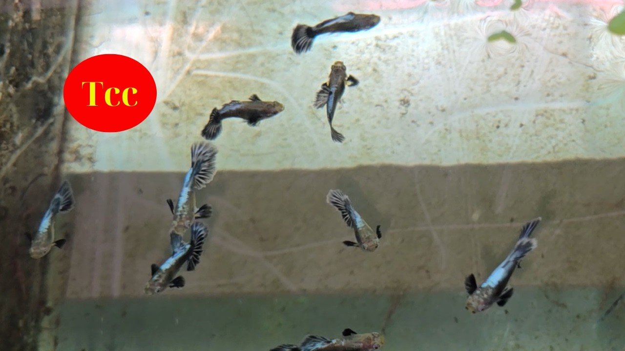 Cập Nhật Góc Nuôi Cá Bảy Màu