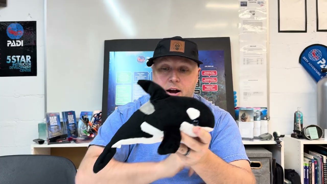 Fish (Sea Creature) Fact Friday - Orcas