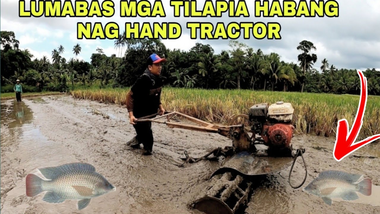 LUMABAS SA LUNGGA TILAPIA HABANG HAND TRACTOR NG PALAYAN ANG LALIM NG PUTIK