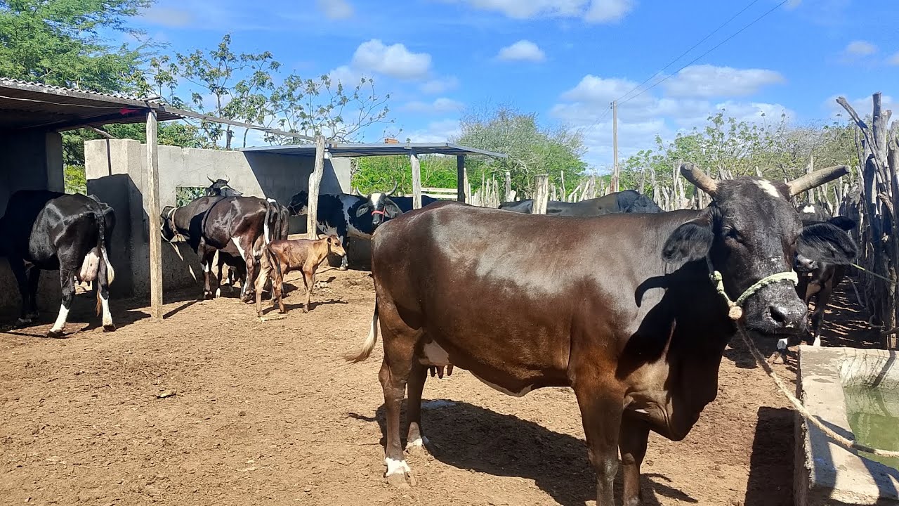 PRODUTOR REVOLTADO COM O PREÇO DO LEITE  DECIDE VENDER VACAS @ 