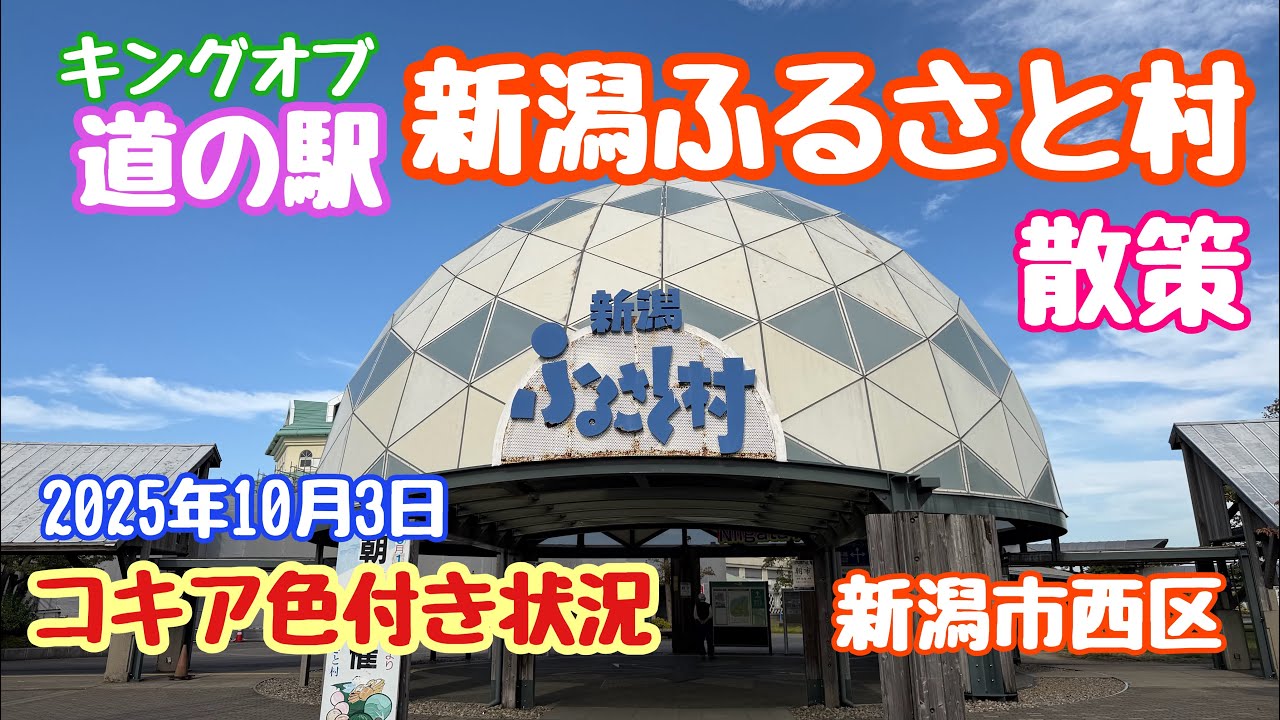 2025年10月3日 道の駅新潟ふるさと村へ コキア色付き状況 散策 キングオブ道の駅 新潟市西区