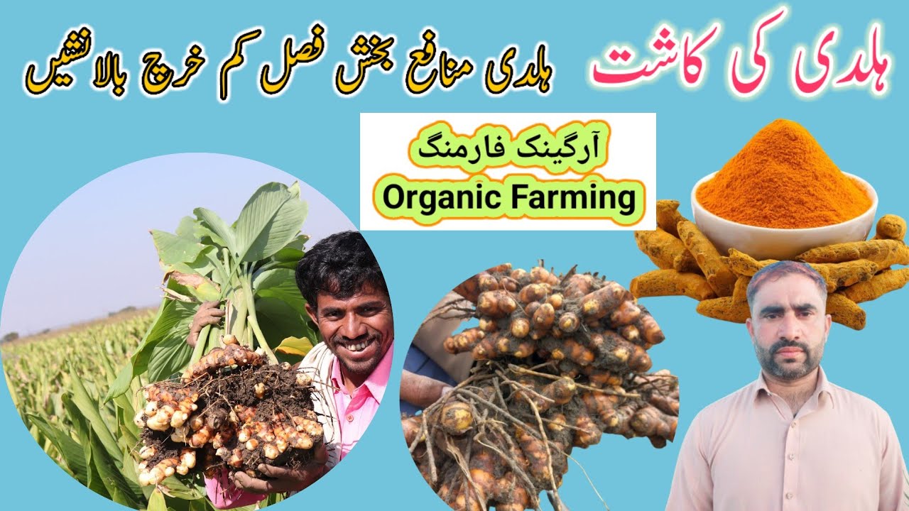 Turmeric farming in Pakistan | haldi ki kasht in Pakistan |haldi farming #Turmeric #Haldi #Organic..