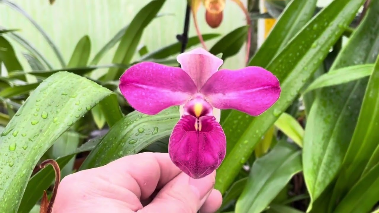 New Years Day 2024 in our Phrag house - Happy New Year @Eliteorchids
