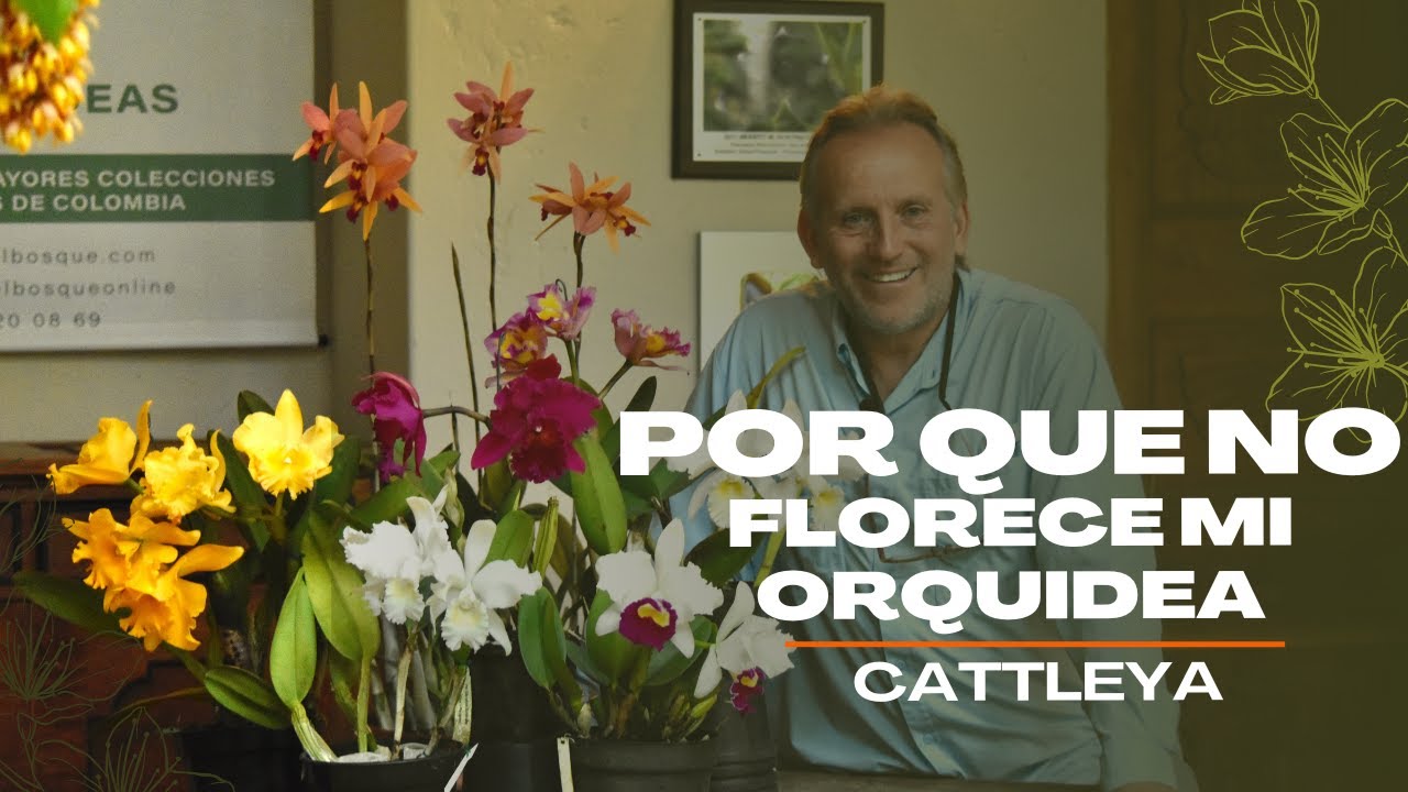 Por qué no florece mi orquídea Cattleya?