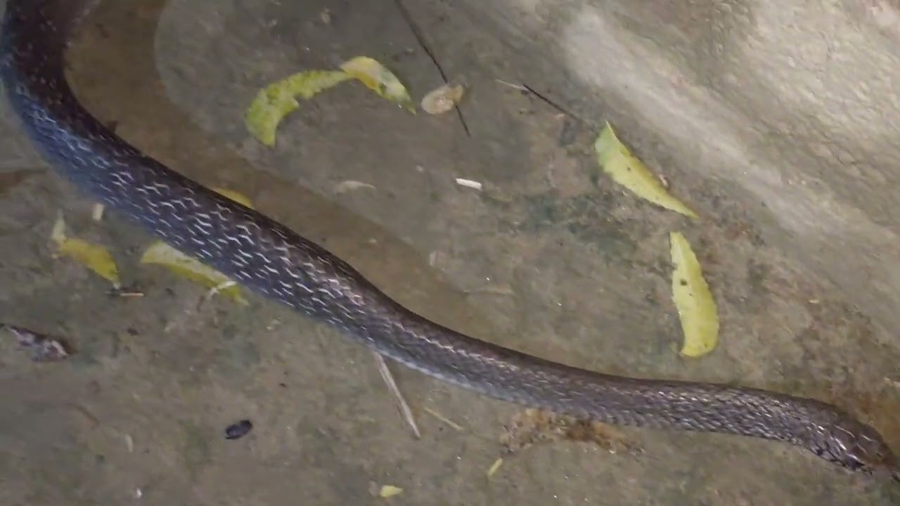 Rat snake Resq 