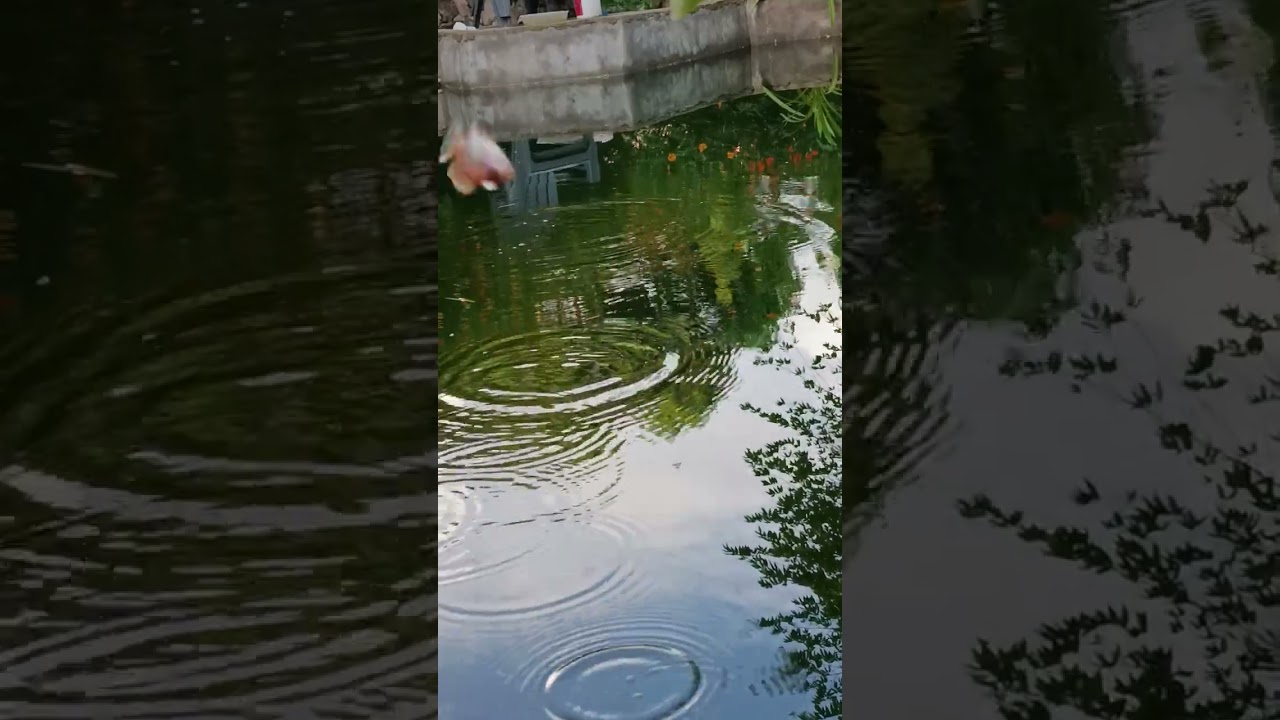 Mancing coyy