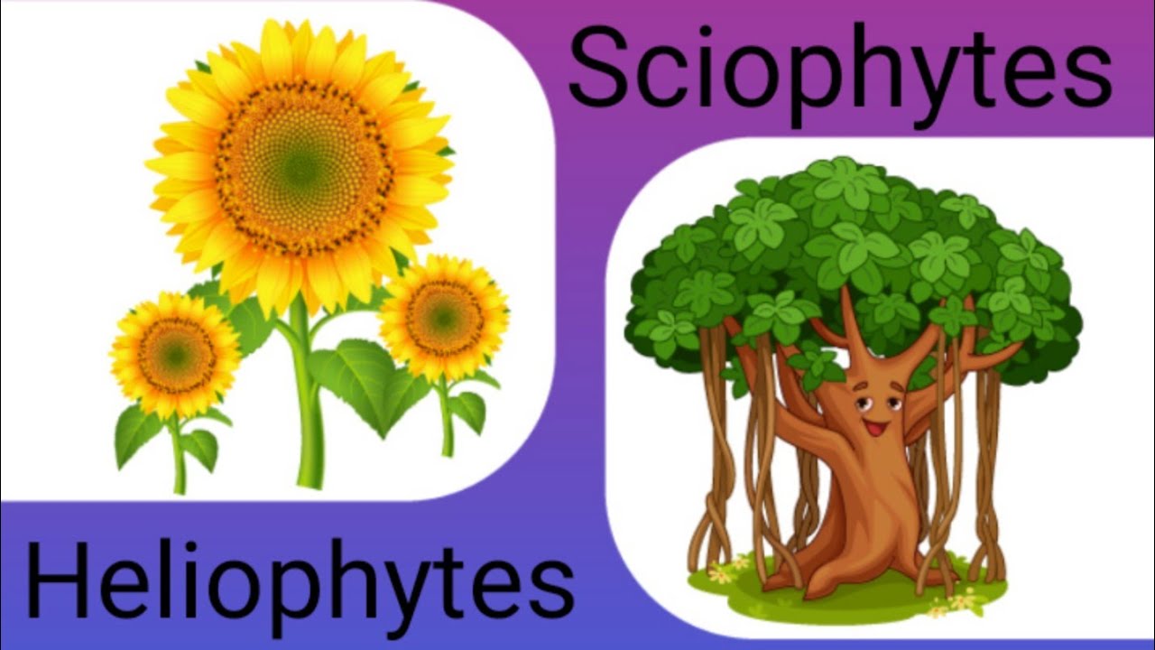 Heliophytes and sciophytes plants on the basis of intensity of light
