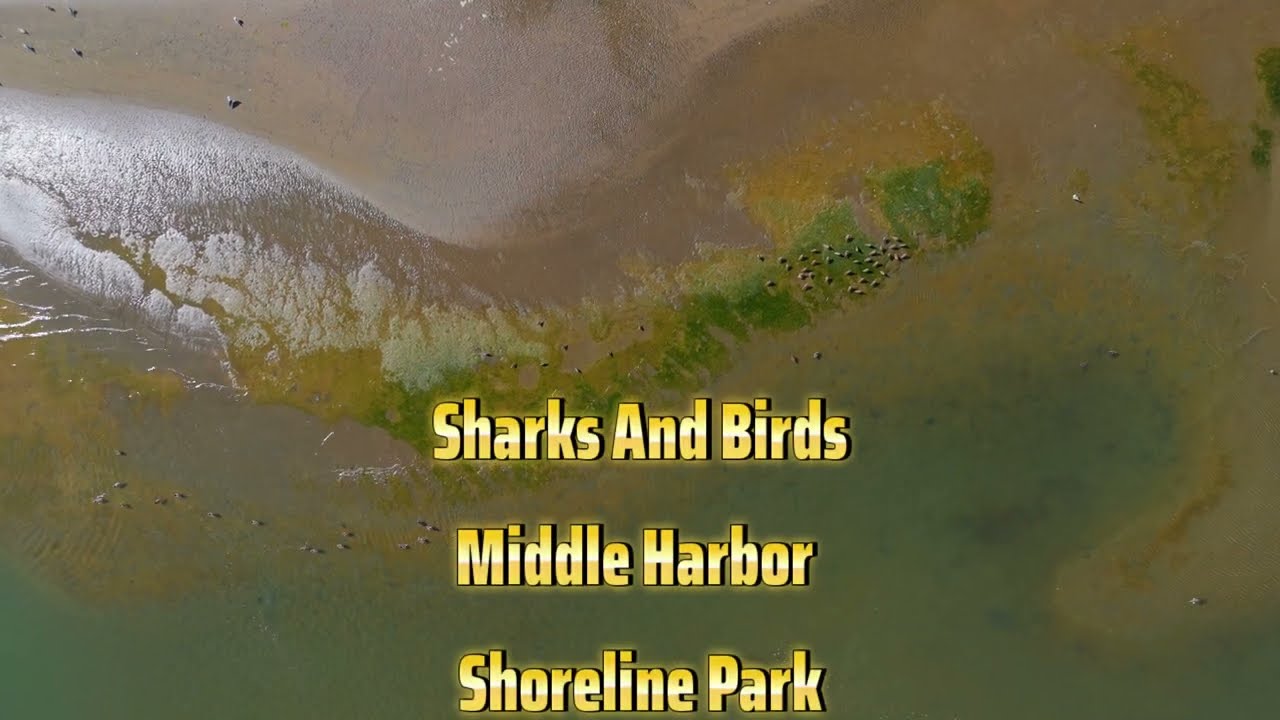 Sharks And Birds DJI Mini 5 Pro
