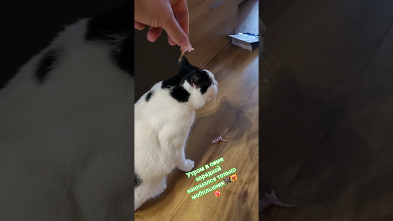 Стэтхэм о зарядке🐈‍⬛😻❤️‍🔥 