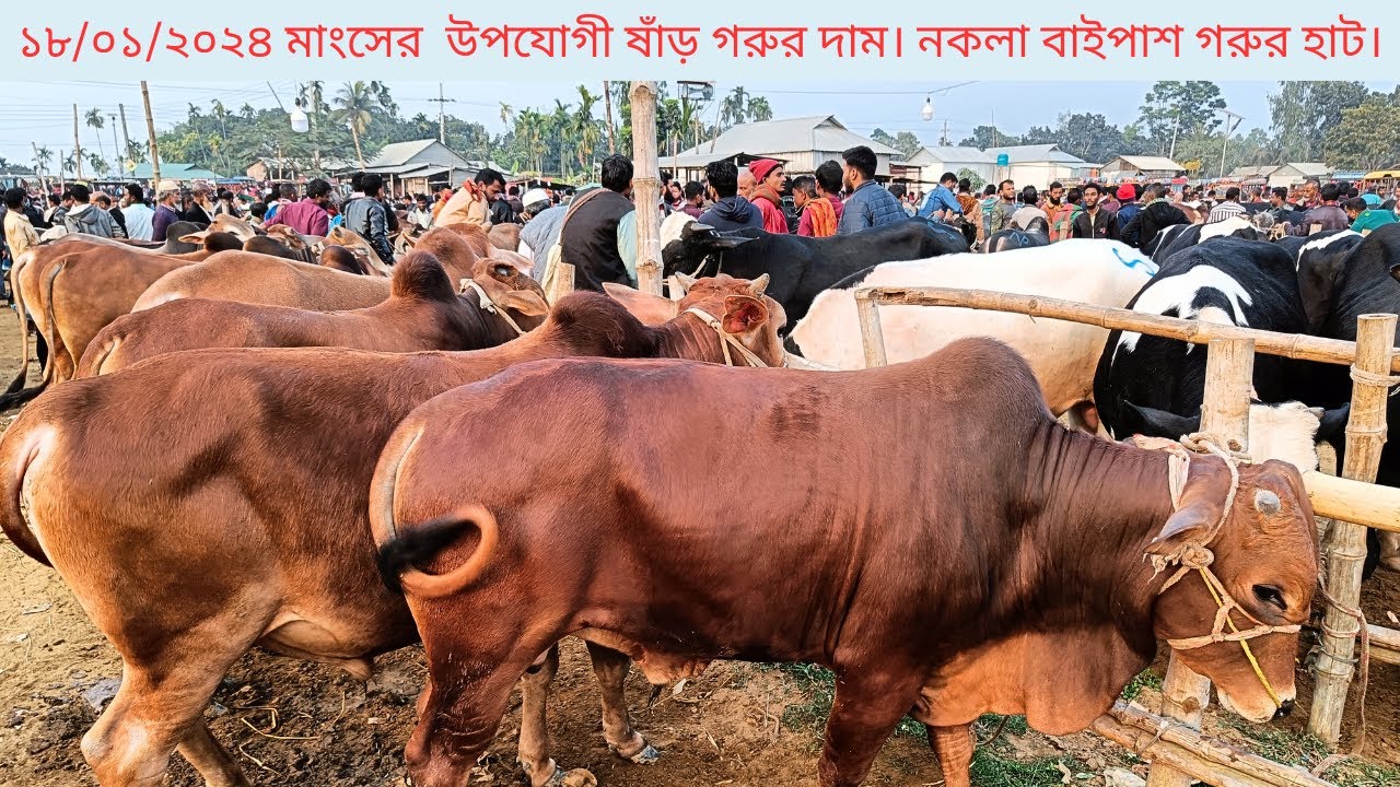 মাংসের উপযোগী ষাঁড় গোরুর বাজার। Cow Market। নকলা বাইপাস গোরুর হাট ২০২৪