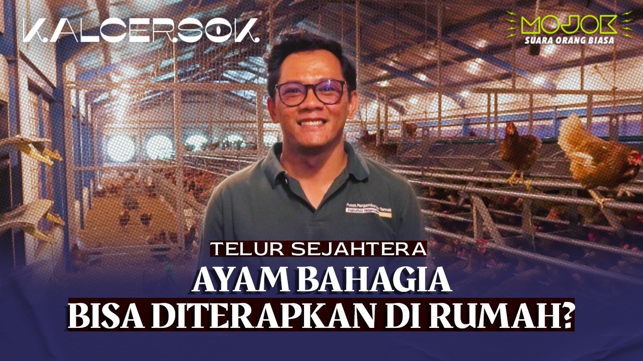 TERNAK AYAM BEBAS SANGKAR, HASILKAN TELUR SEHAT DAN AYAMNYA BAHAGIA | KALCERSOK - Agung PW