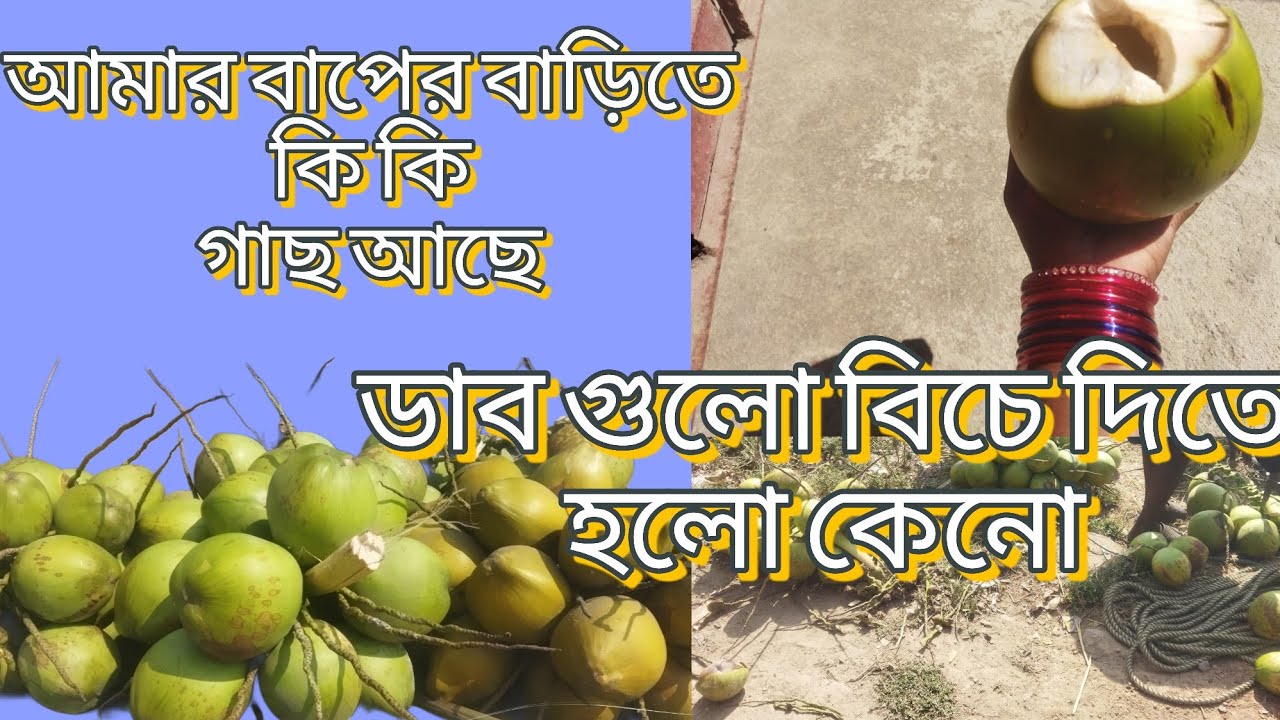 বাপের বাড়িতে কি কি গাছ আছে? ডাব গুলো বিচে দিতে হলো কেনো 😢#simplrvlog #coconaut #tree #dailyvlog 