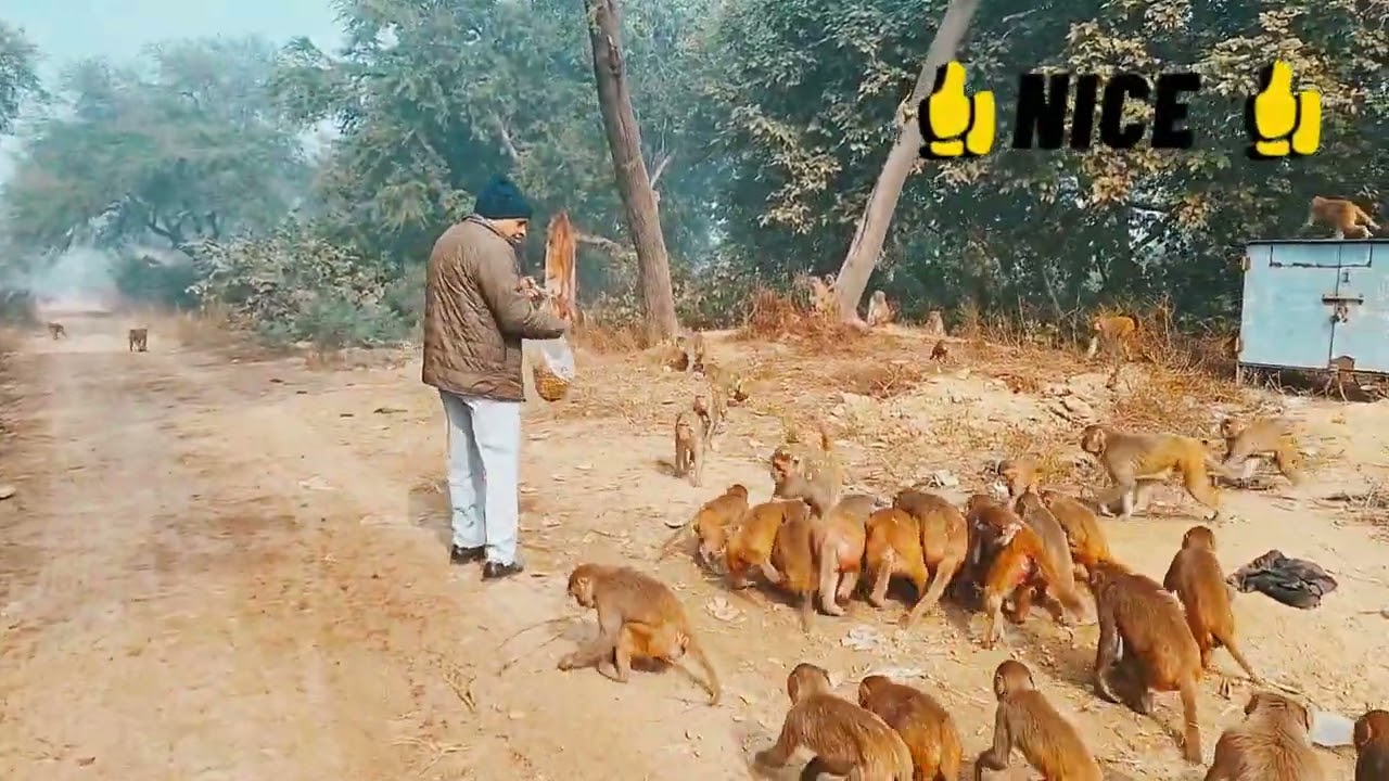 KADAKE KI THAND ME BANAR SENA ME BHIDANT 🐵 
