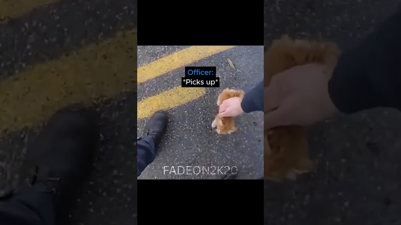 Cop Rescues A Kitten During A Suspect Arrest ❤️ 