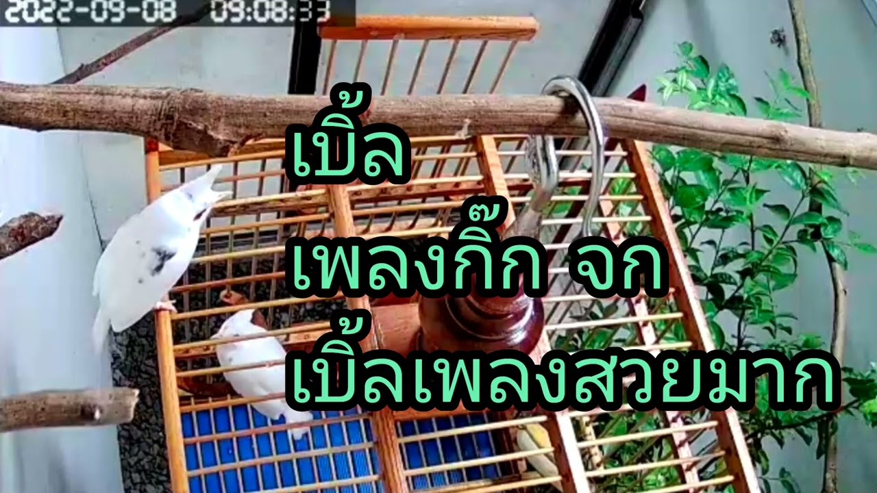 นกกรงหัวจุกเบิ้ล ขึ้นกิ๊ก ต่อจก เพลงสวยมากๆ