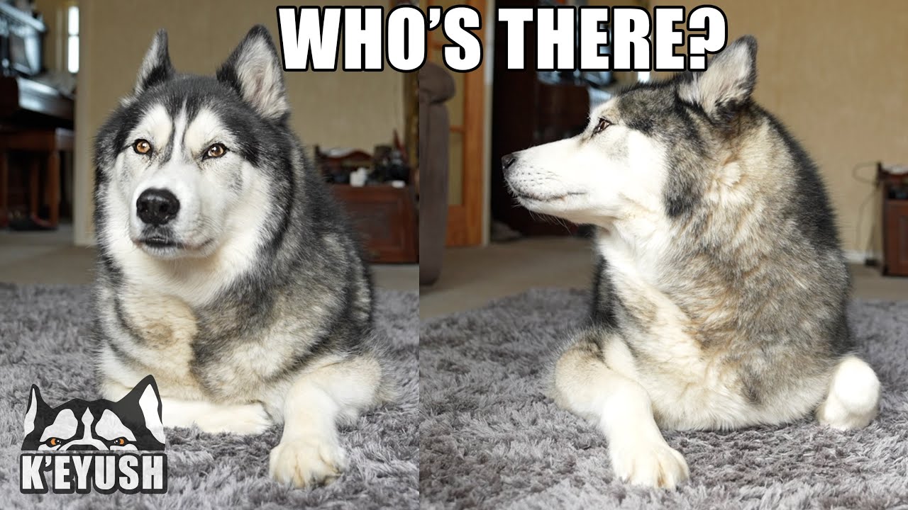Husky Had NO Idea it Was His Best Friend Outside The House!