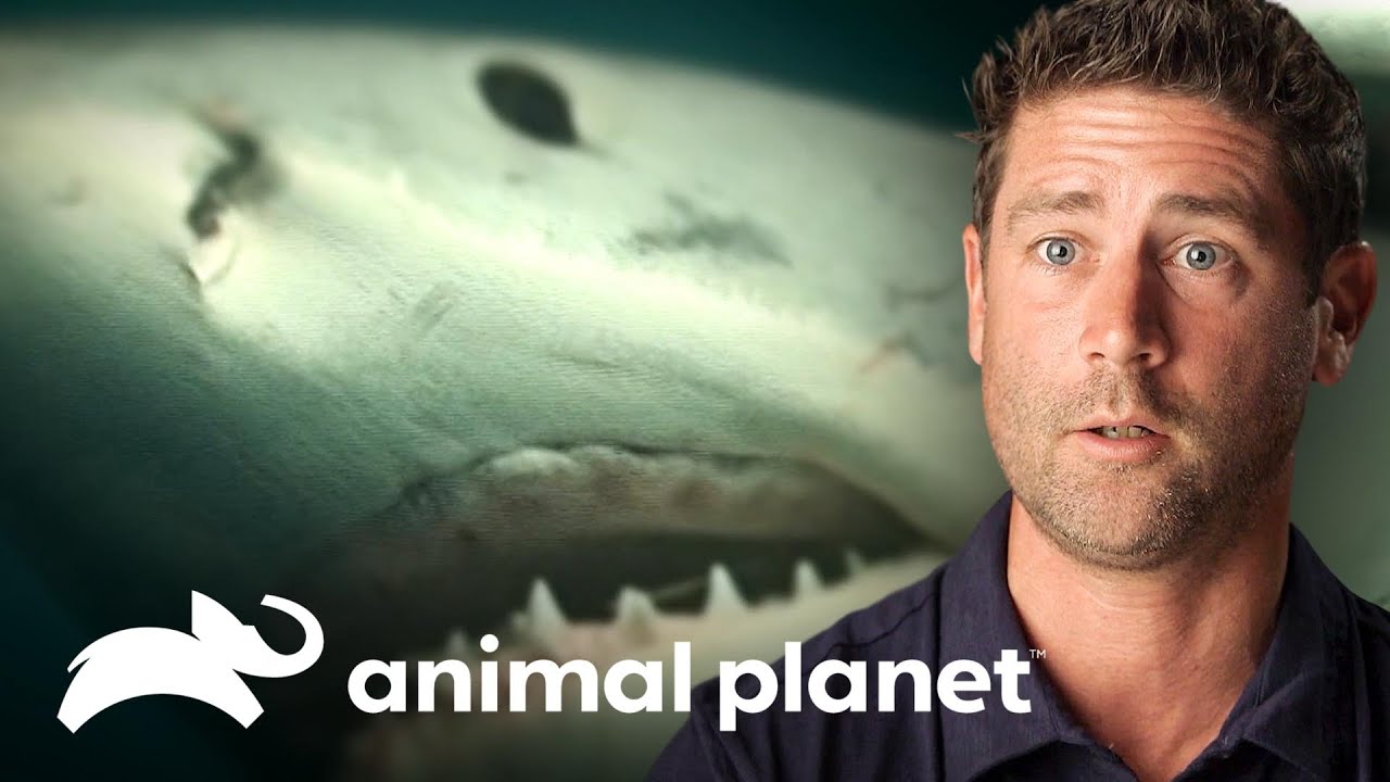 3 aterradores ataques de tibur&oacute;n | Solo y en peligro | Animal Planet