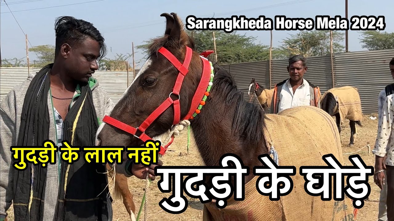 सस्ते व्यापारी के कम क़ीमत के घोड़े मेले में आये बिकने सारंगखेड़ा में | sarangkheda horse mela 2024
