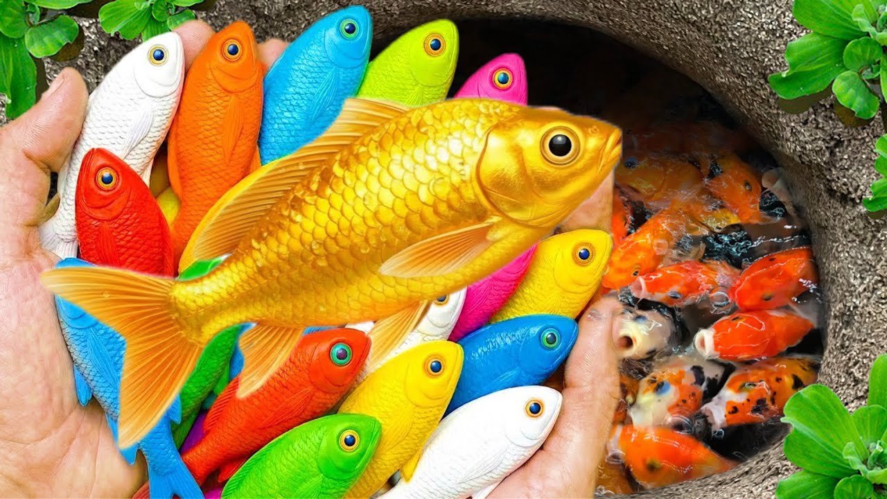 Catch strange fish in small pond, baby turtle, small fish, angel fish, koi carp, guppies, cute fish🐠