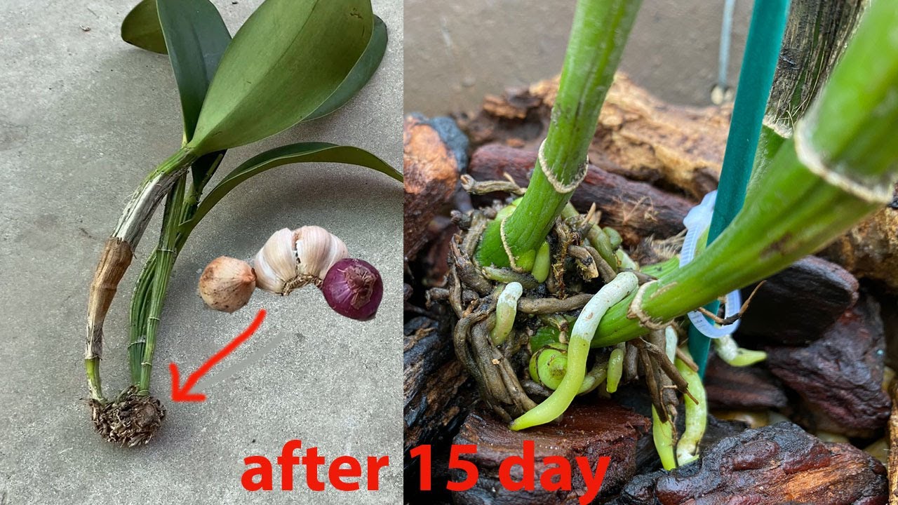 How to quickly restore the roots for cattleya orchids, to have a healthy root for the plant