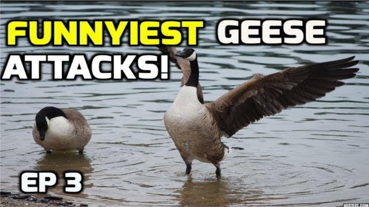 Funnyiest Aggressive Geese attacks (complation) - 2018