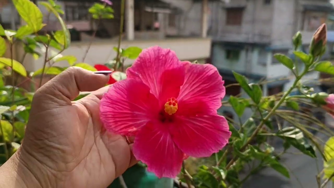 Garden Tour 