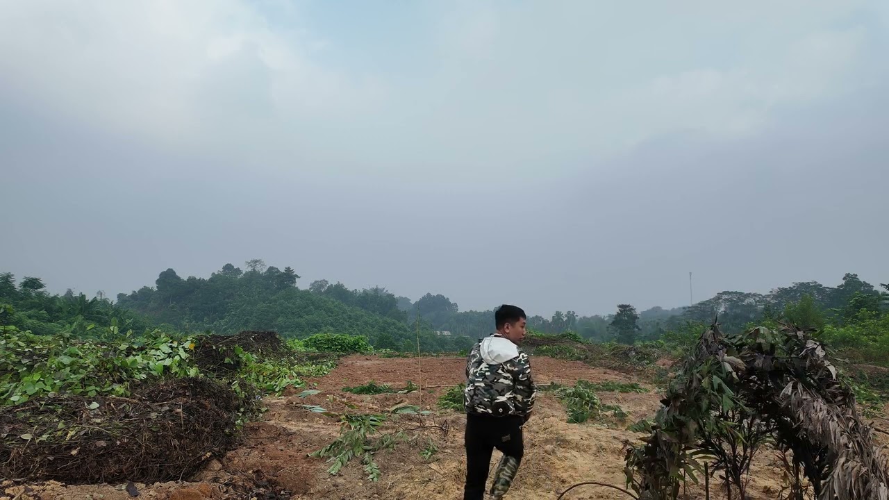 chim ngói