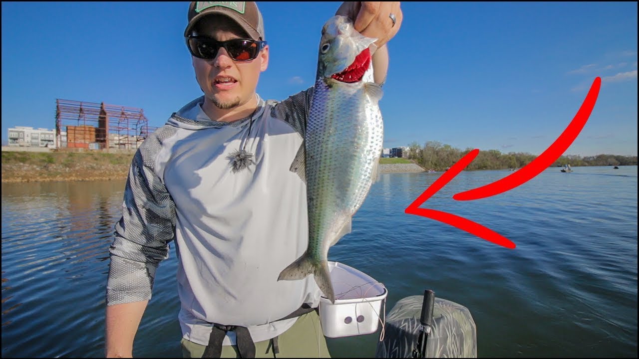 How to Fly Fish for Shad | American and Hickory Shad in the James River