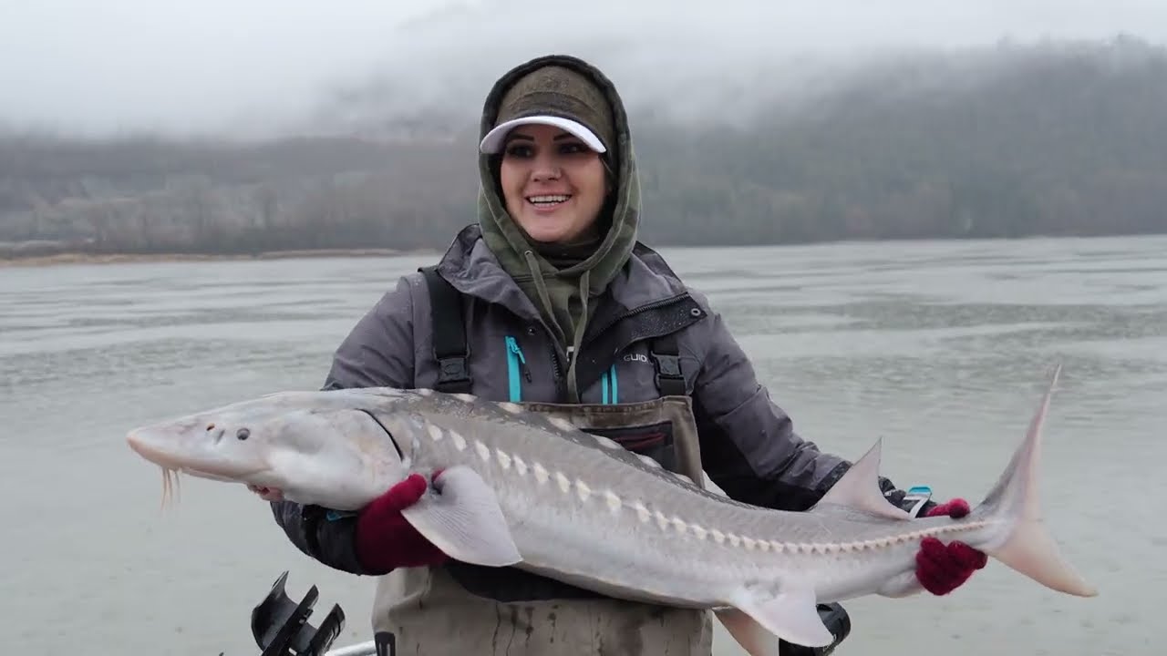Sturgeon Fishing on the Fraser River (British Columbia, Canada) 3/8/25