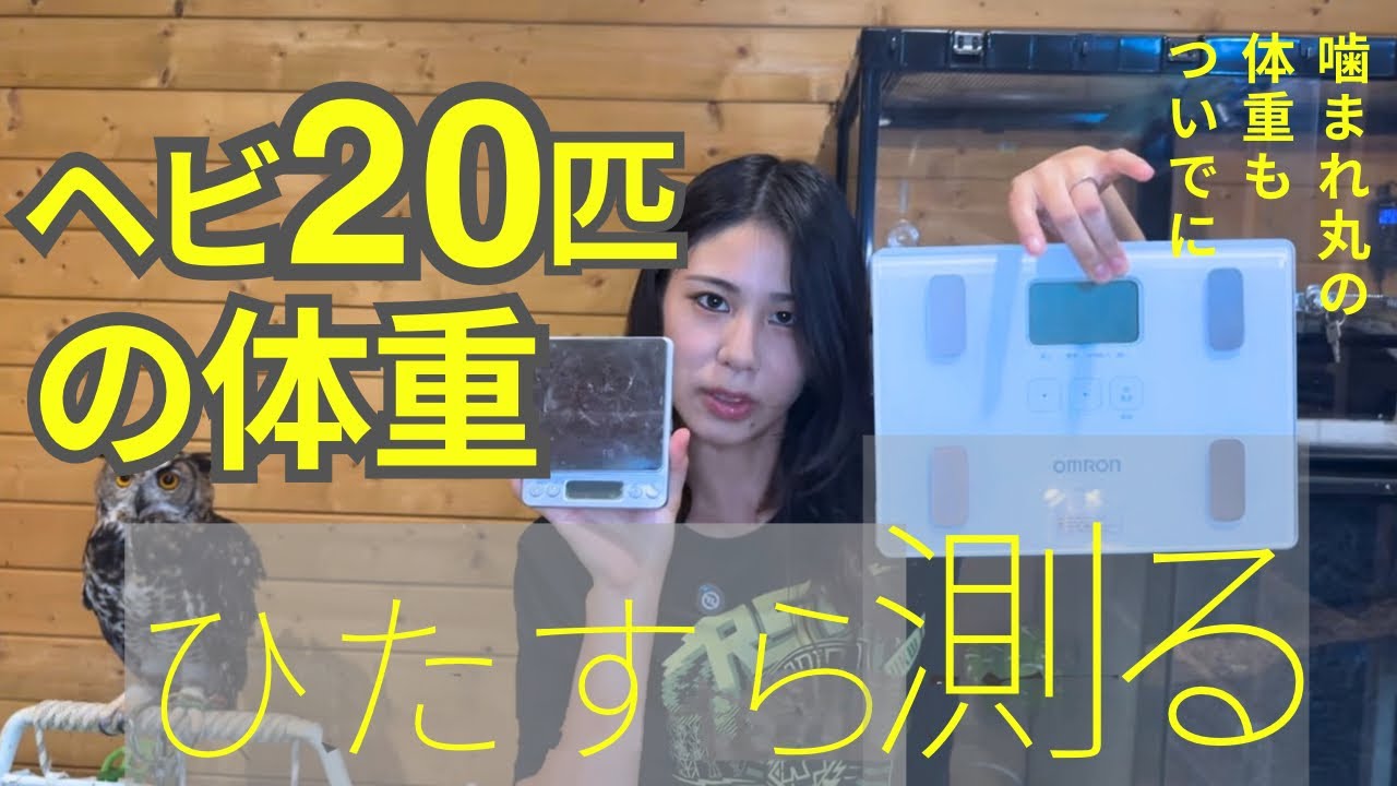 【特に】20匹のヘビの体重をひたすら測定するだけの動画【噛まれなかった】