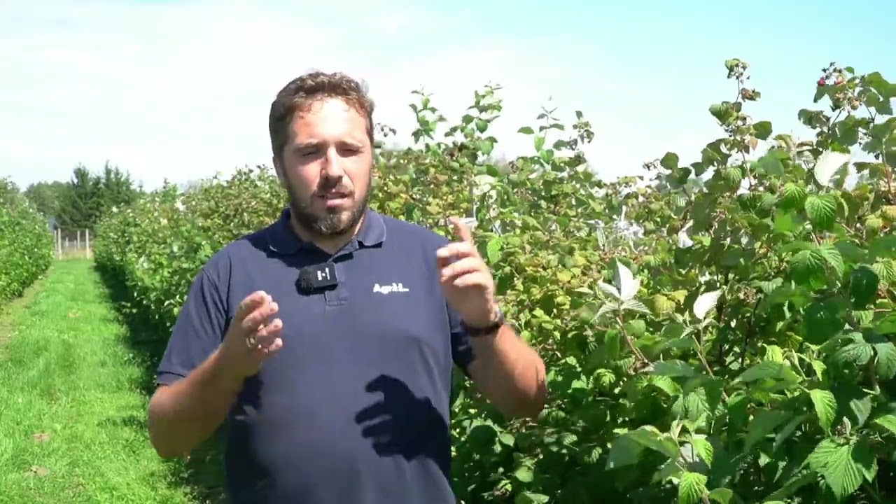 Okiem Doradcy Agrii | Plantacje malin - jak o nie zadbać?