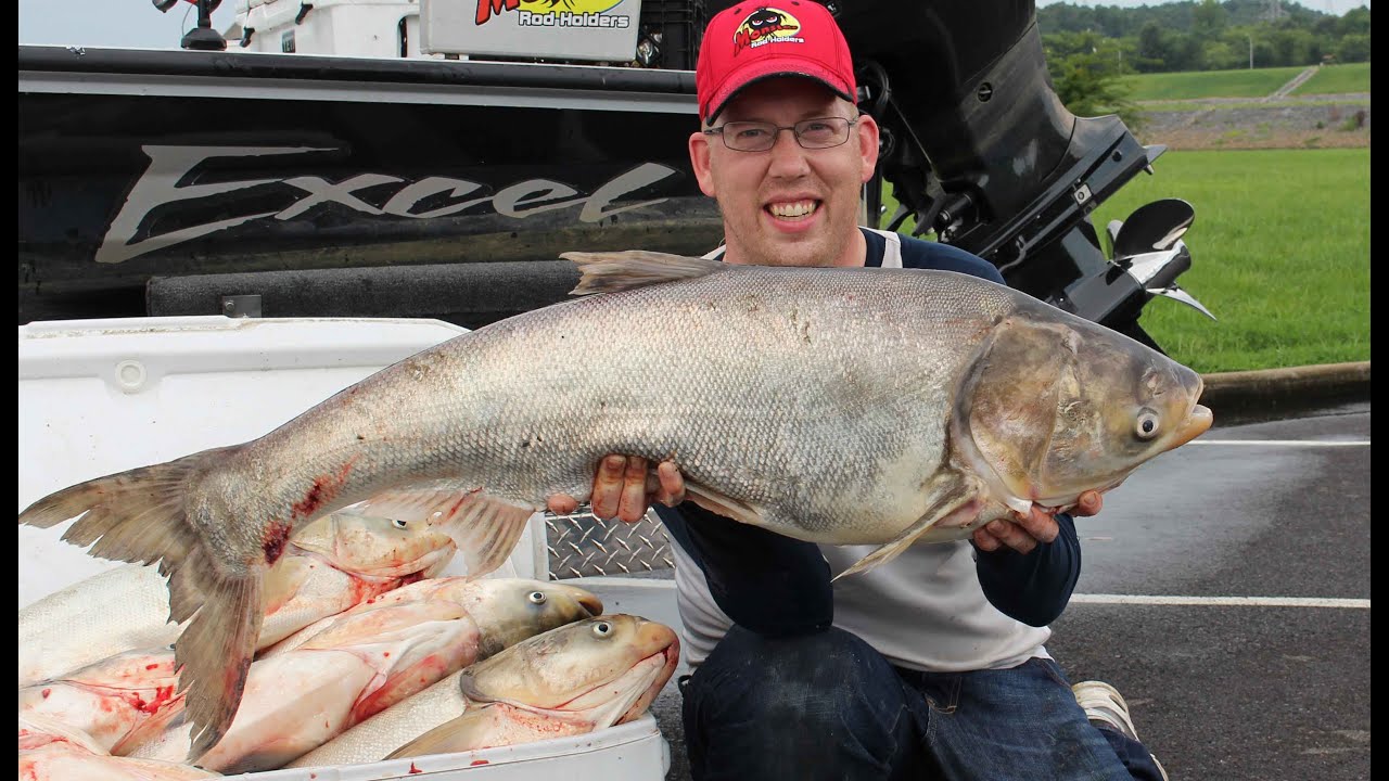 Fishing for Asian carp - How to catch bighead carp. Cooking silver carp.