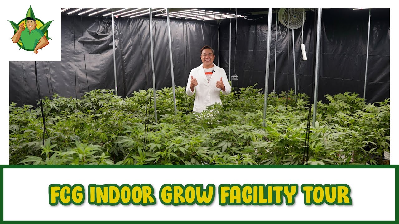 Filipino Cannabis Guy - FCG Indoor Grow Facility Tour