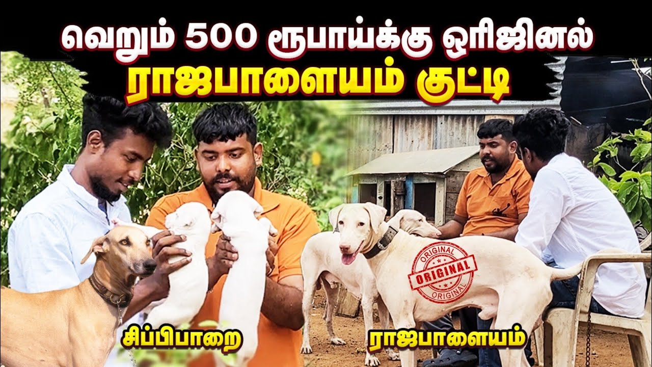 உண்மையாகவே 500 ரூபாய்தான் | Rajapalayam dogs for sale | Dog kennel |Edison vlogs
