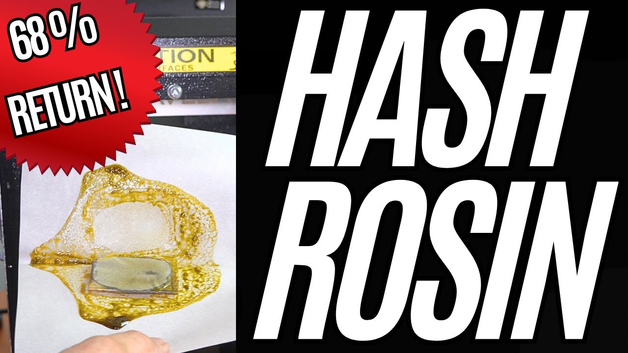 Pressing Runtz Dry Sift Hash into Rosin &ndash;  68% Return ! - Cannabis Cultivation