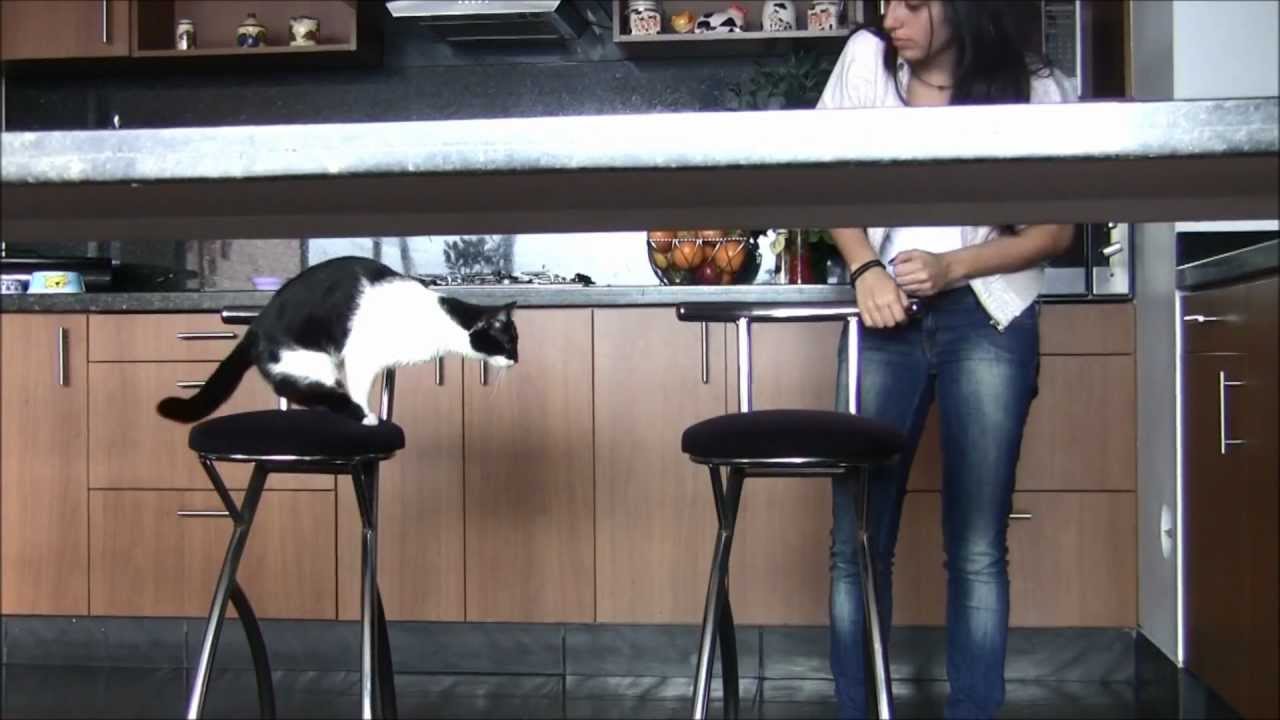 Condicionamiento operante en gato