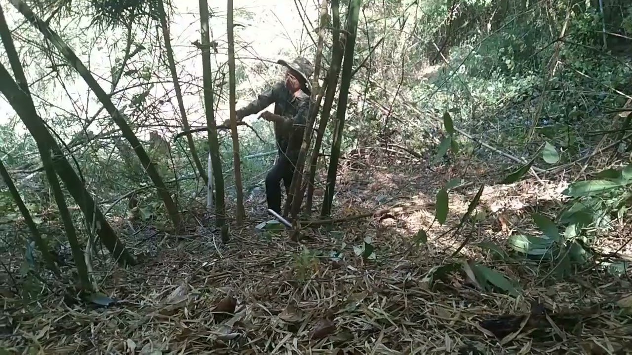 Txiv kuj ntsais ntov xyoob