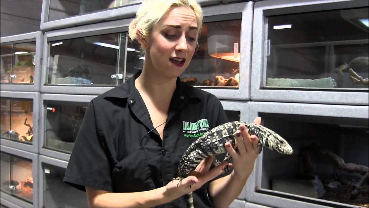 Large Black and White Argentine Tegu